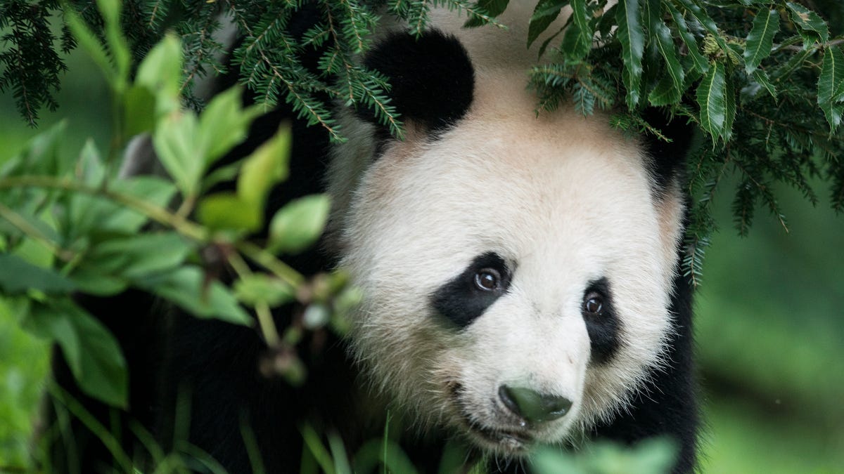 Featured image for "Panda Diplomacy: China Repatriates Giant Pandas, Leaving US Without Any"