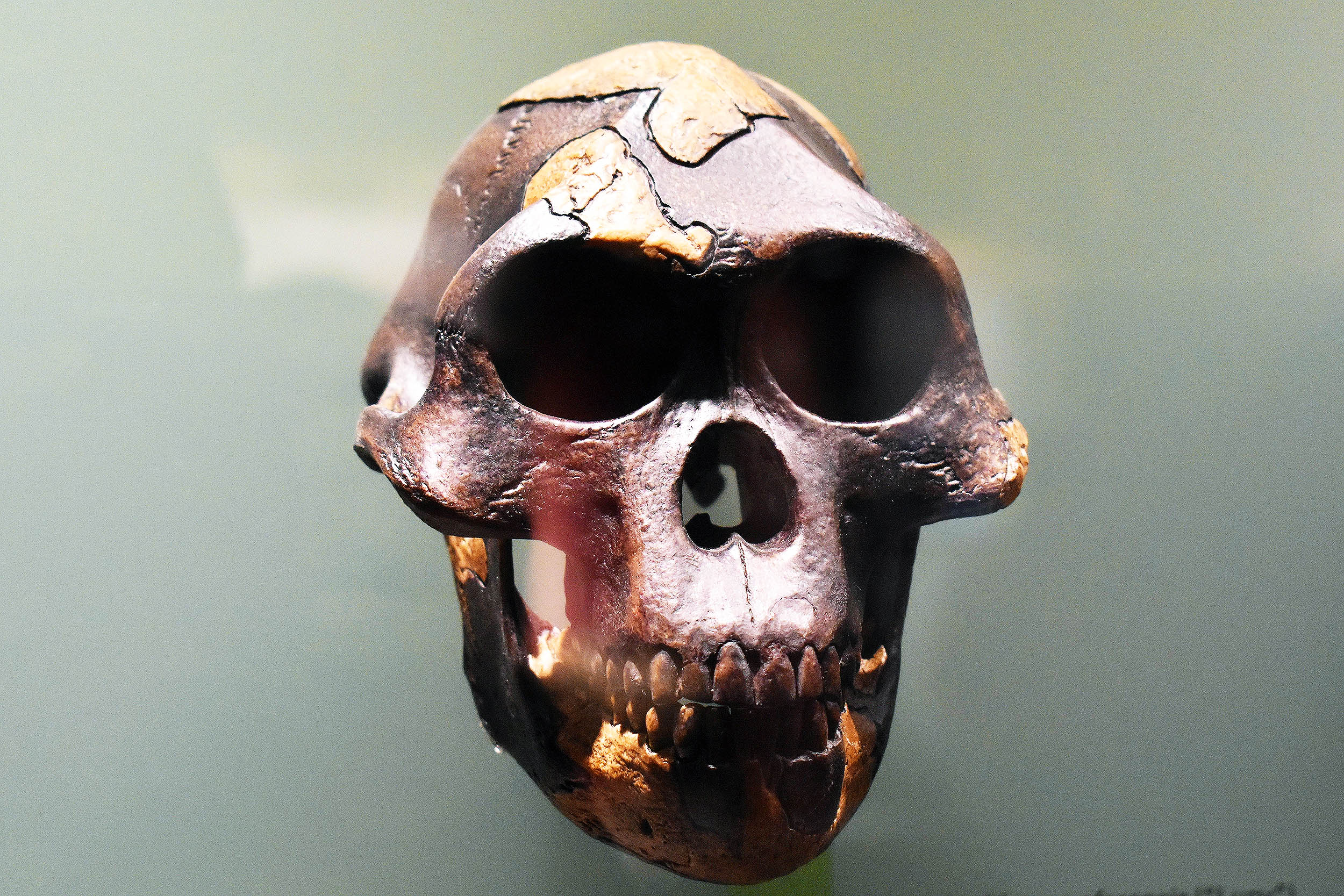 Featured image for Ancient Human Ancestors: New Discoveries Challenge Evolution Theories