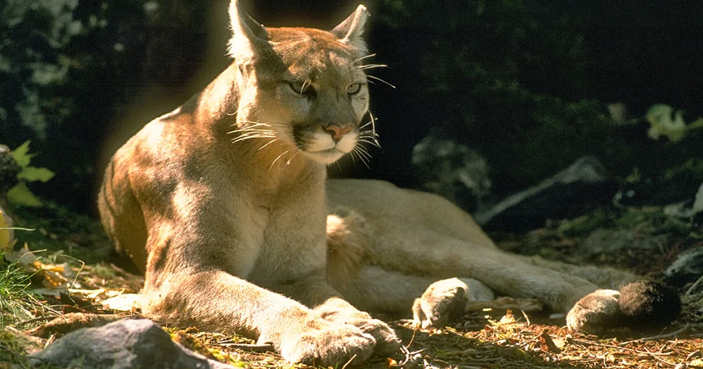 Featured image for Four-Year-Old Injured in Mountain Lion Attack at Olympic National Park