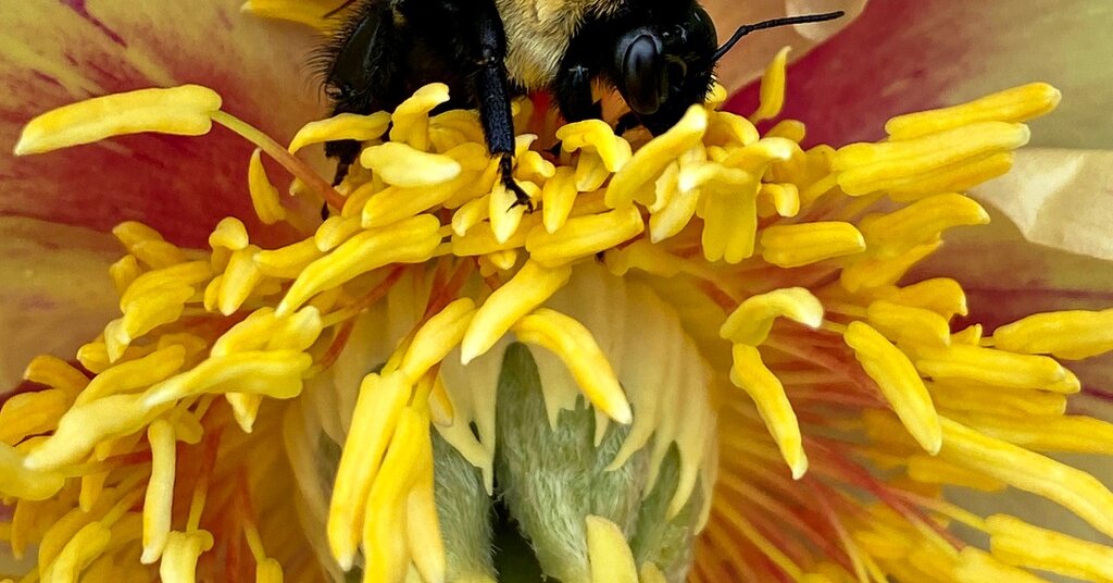 Featured image for "NYT Spelling Bee: December 13, 2023 Answers Revealed"