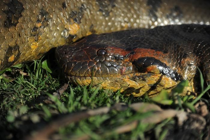 "World's Biggest Snake: New Giant Anaconda Species Discovered in Amazon"