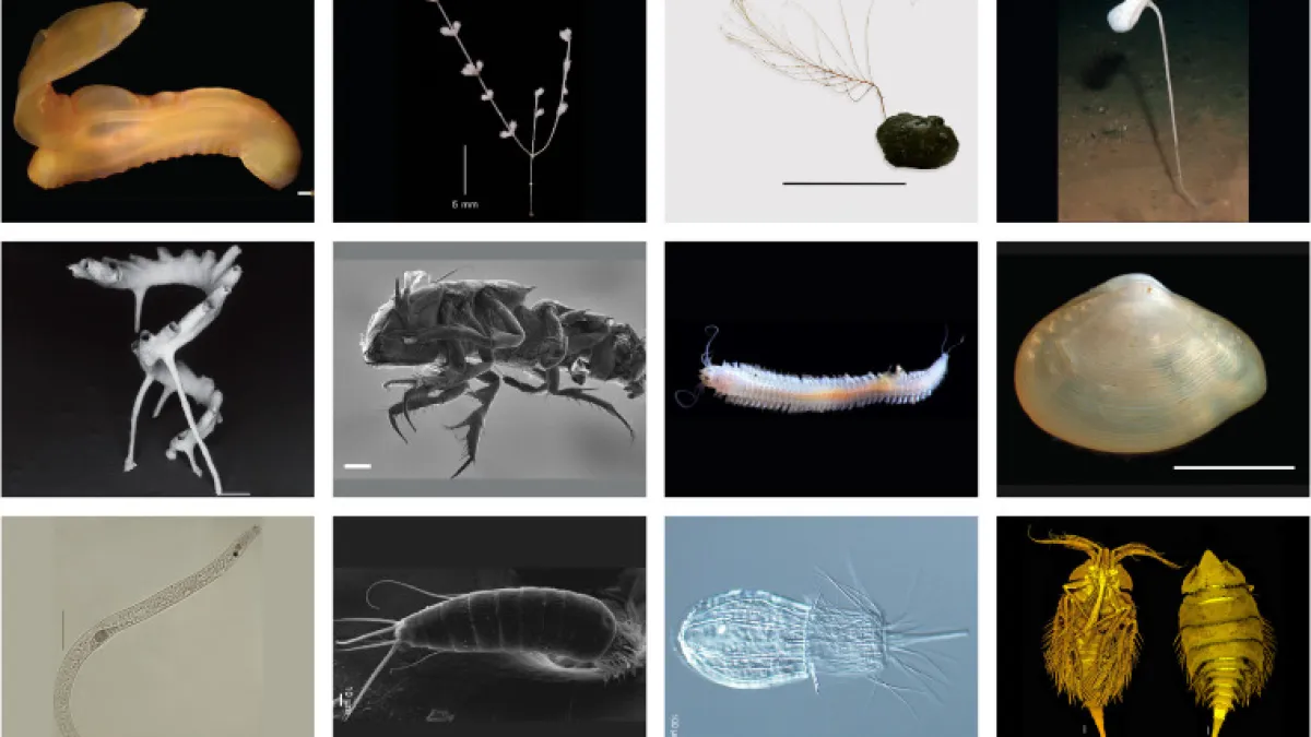 5,000 new Pacific species discovered, mining poses risk.