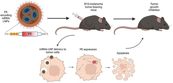Featured image for Israeli Researchers Use Bacterial Toxin to Induce Cancer Cell Suicide