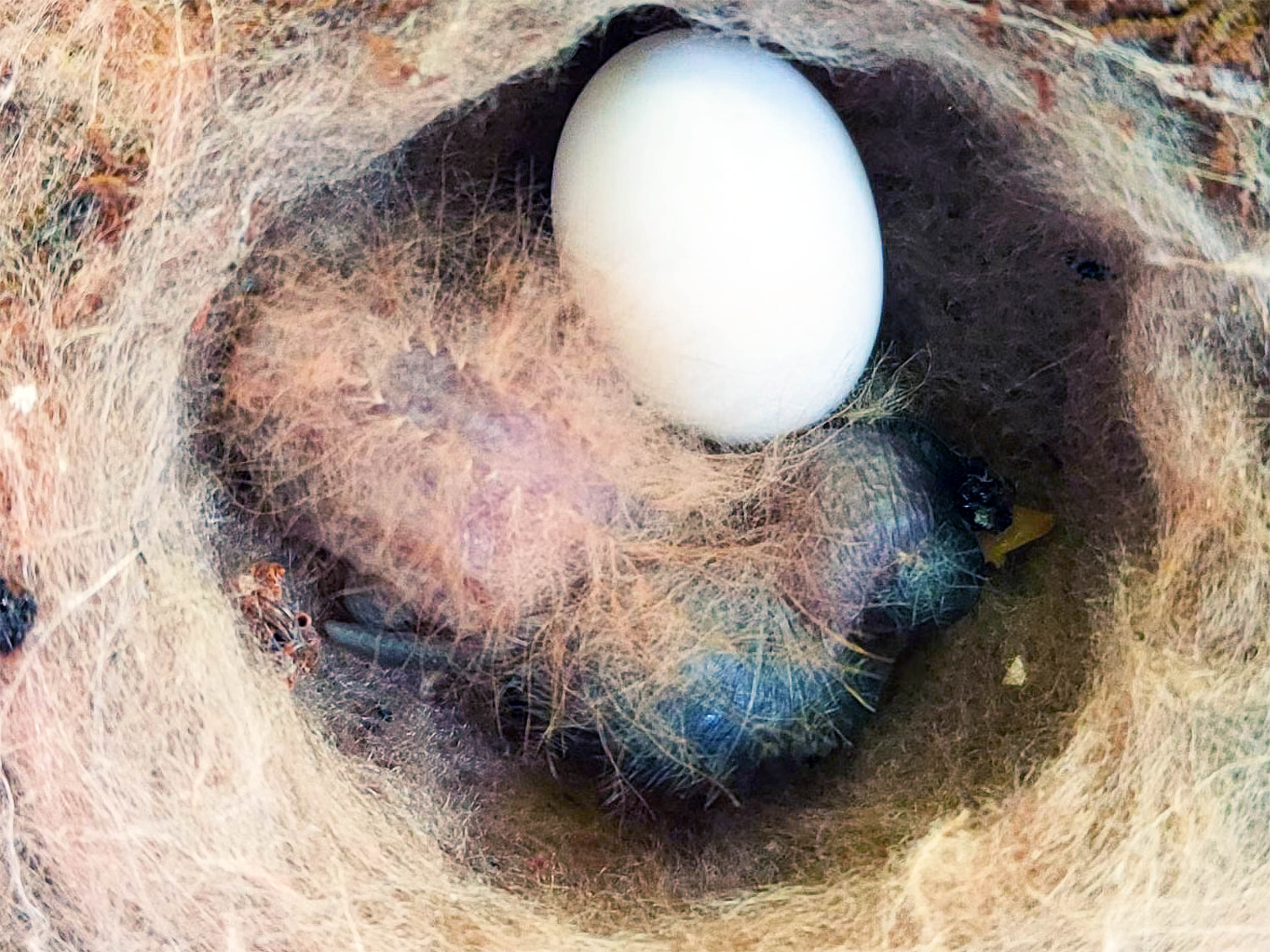 Featured image for Baby Hummingbird Mimics Poisonous Caterpillar in Viral Video