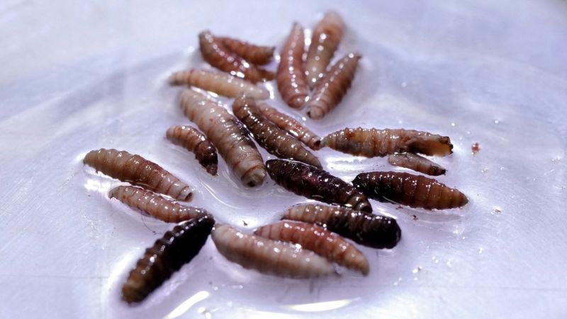 Featured image for US Reports First Human Case of Flesh-Eating Screwworm Parasite