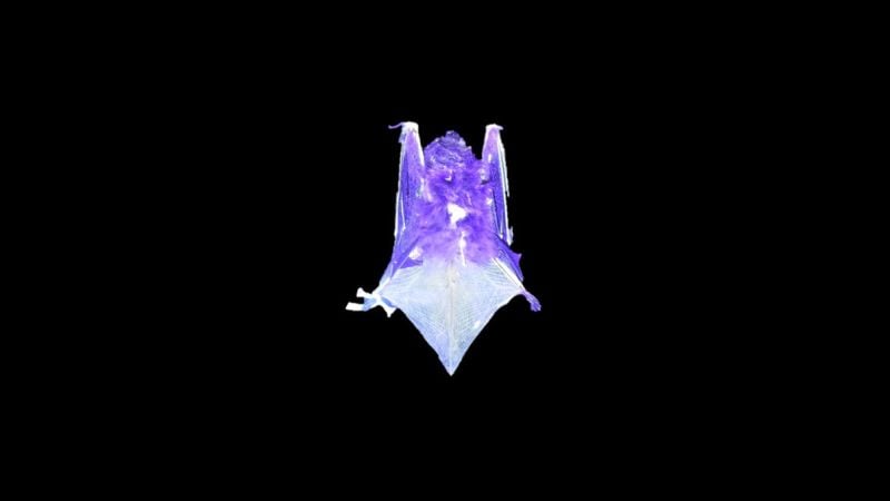 Featured image for US Bats Glow Under UV Light, Scientists Uncertain Why