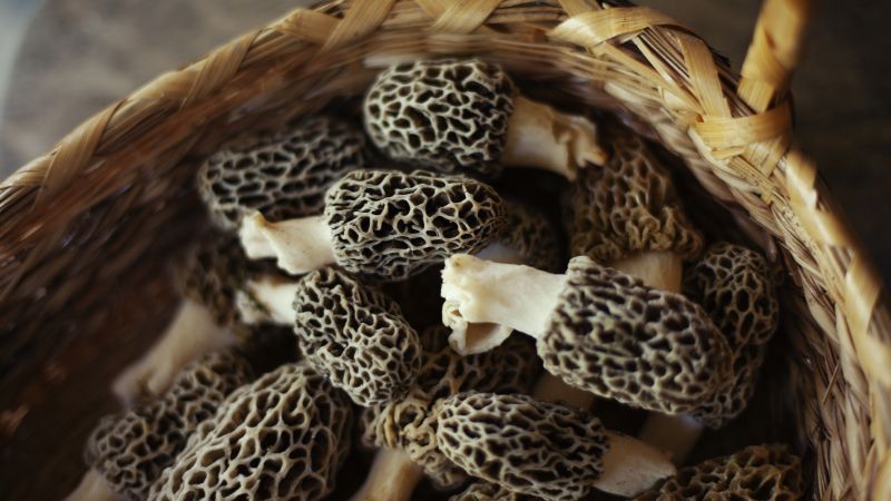 Featured image for CDC Investigates Deadly Morel Mushroom Illness Outbreak