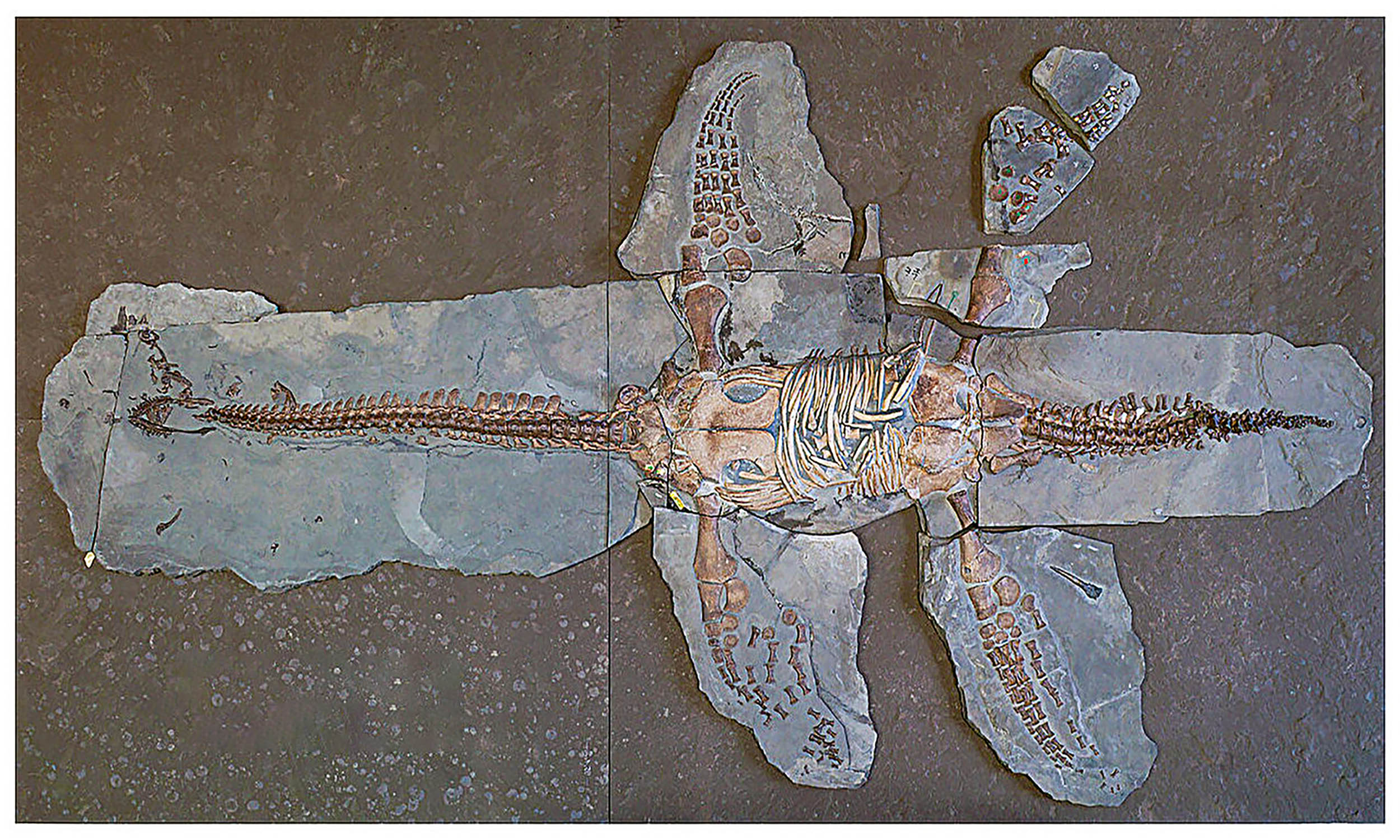 Featured image for Ancient Plesiosaur Fossil Reveals Well-Preserved Skin and New Insights