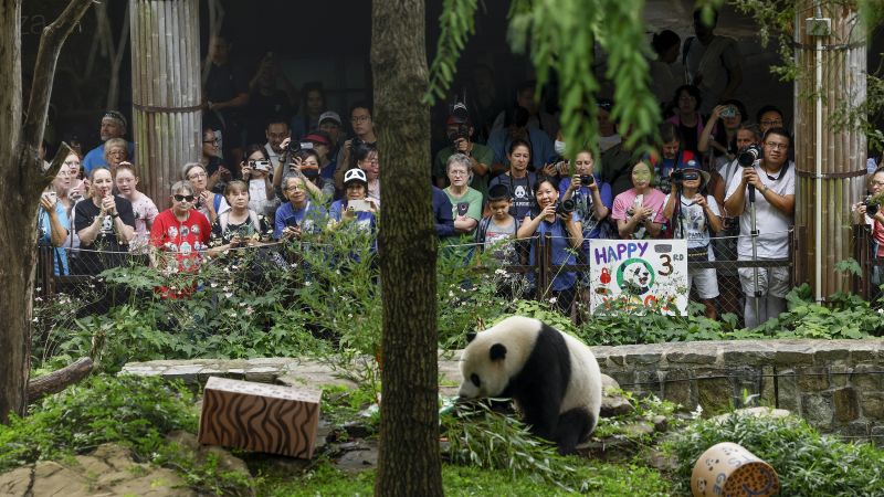 Featured image for The end of an era: National Zoo's panda program concludes as China shifts focus