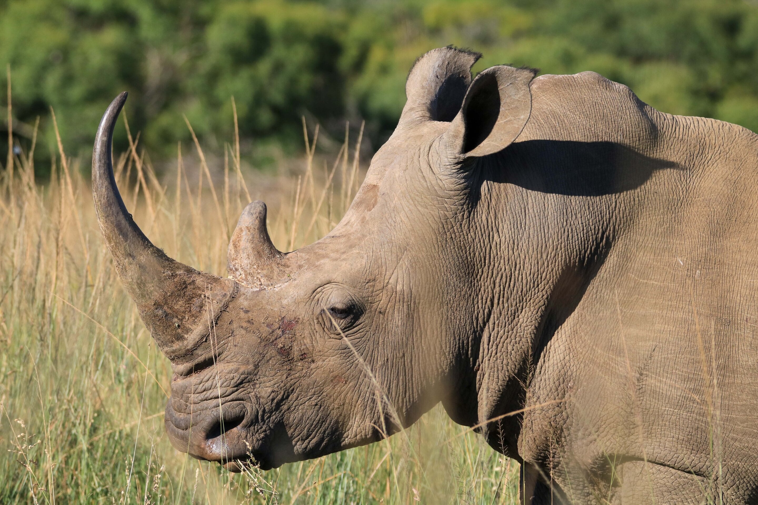 Featured image for Brain Regions Responsible for Differentiating Reality from Imagination Identified