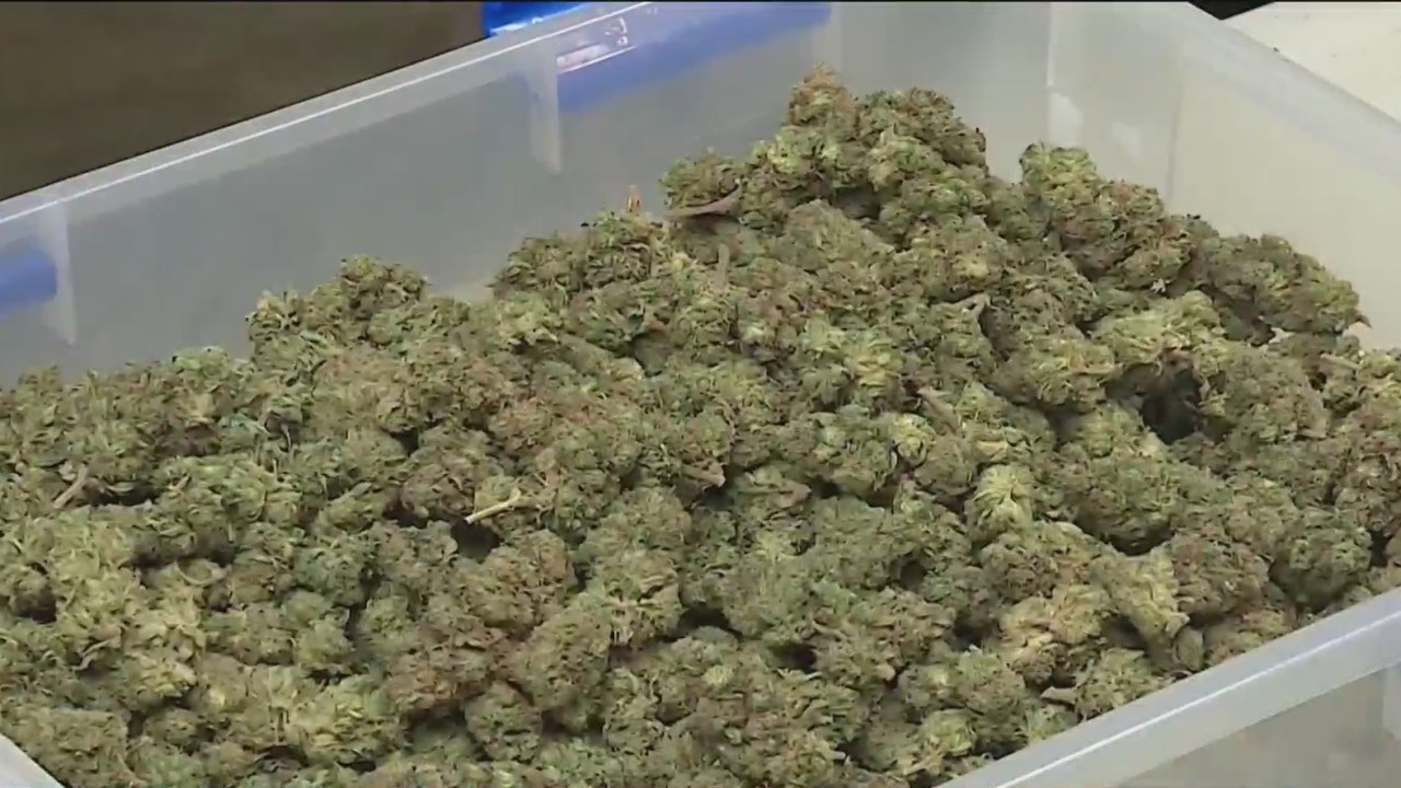 Featured image for "New Study Reveals Deadly Consequences of Marijuana Smoking"