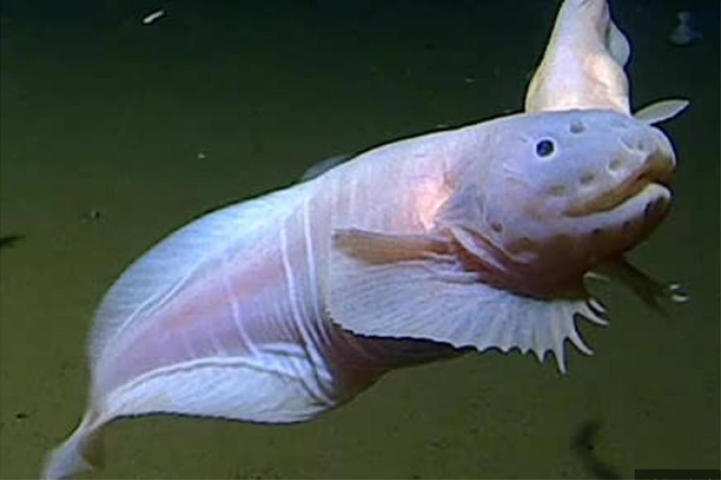 Record-breaking deep-sea fish discoveries made by researchers and scientists.