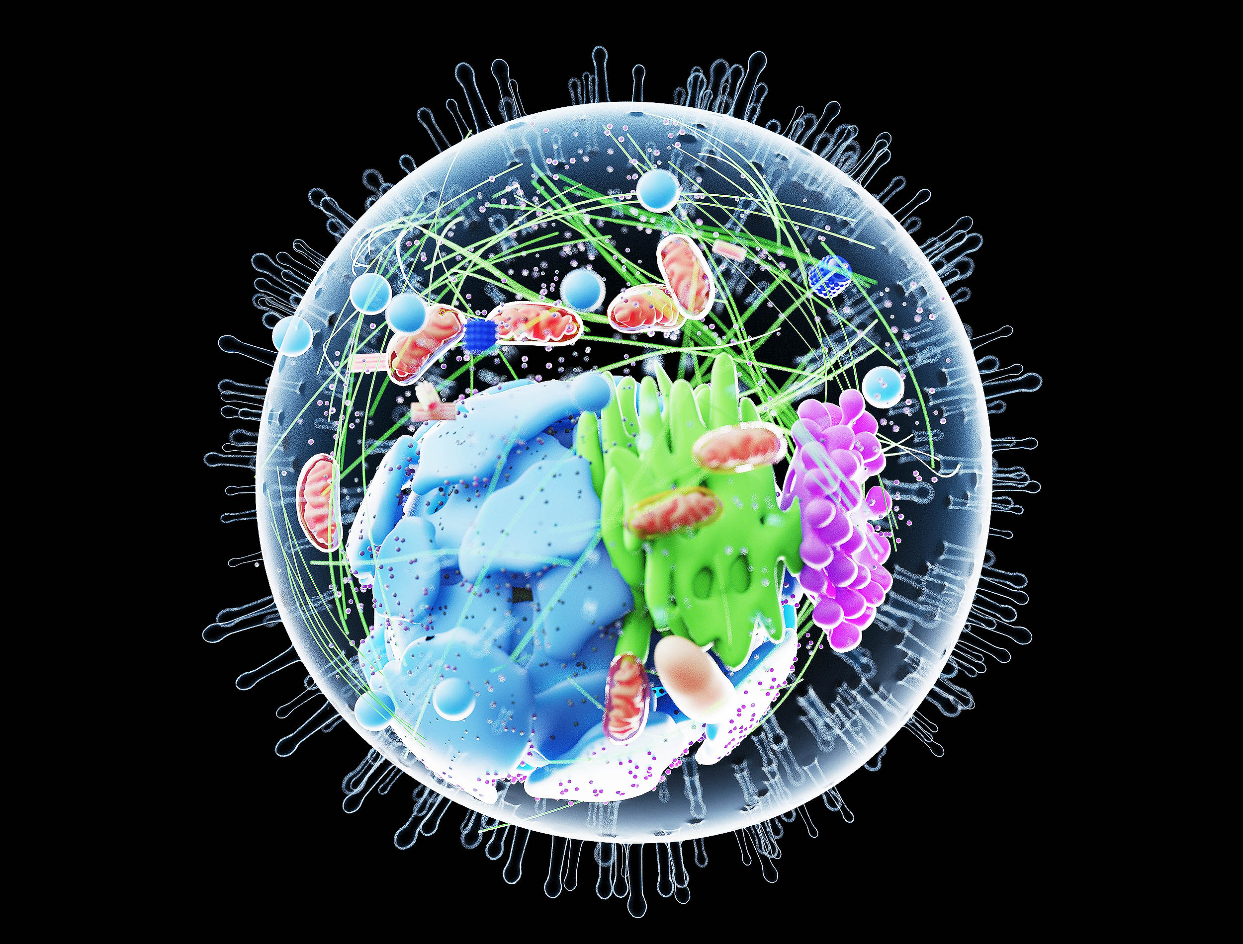 Featured image for Scientists uncover a new cellular organelle with significant health implications