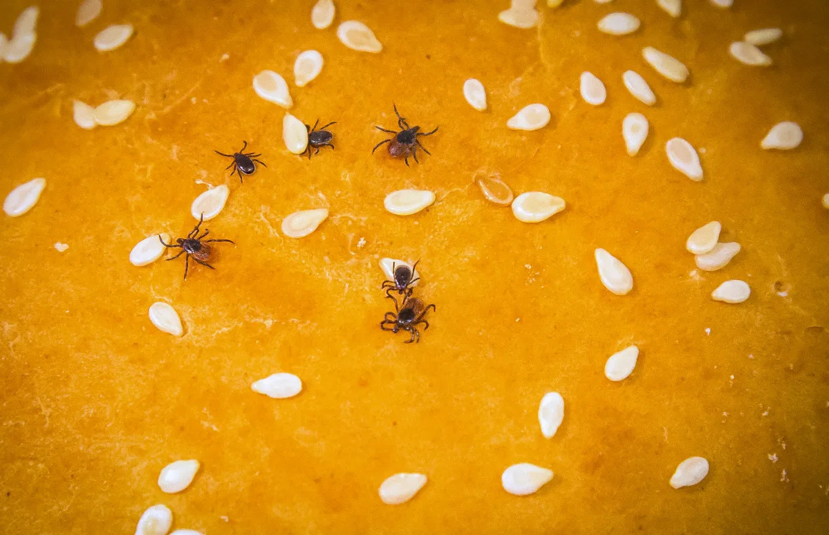 Featured image for The Mystery of Lyme Disease Recovery Time