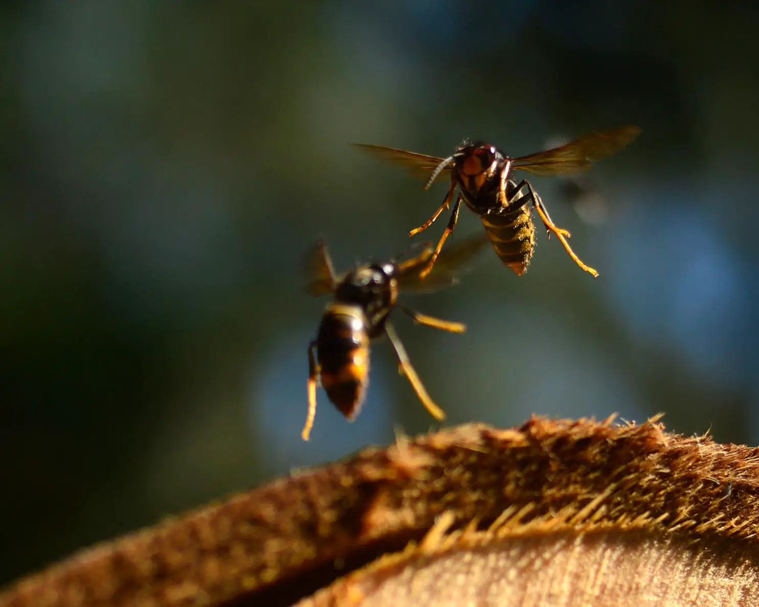 Featured image for Bumblebees' Surprising Defense Tactics Against Invasive Asian Hornets