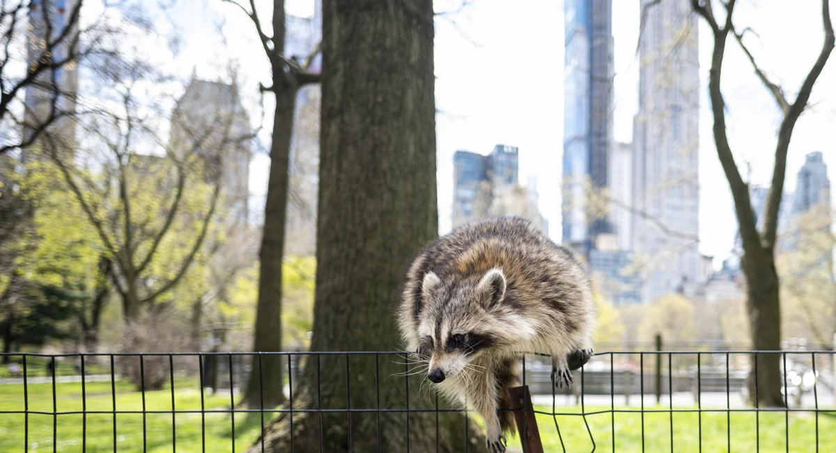 Featured image for NYC Discontinues Fish-Scented Rabies Vaccine Pouches for Raccoons