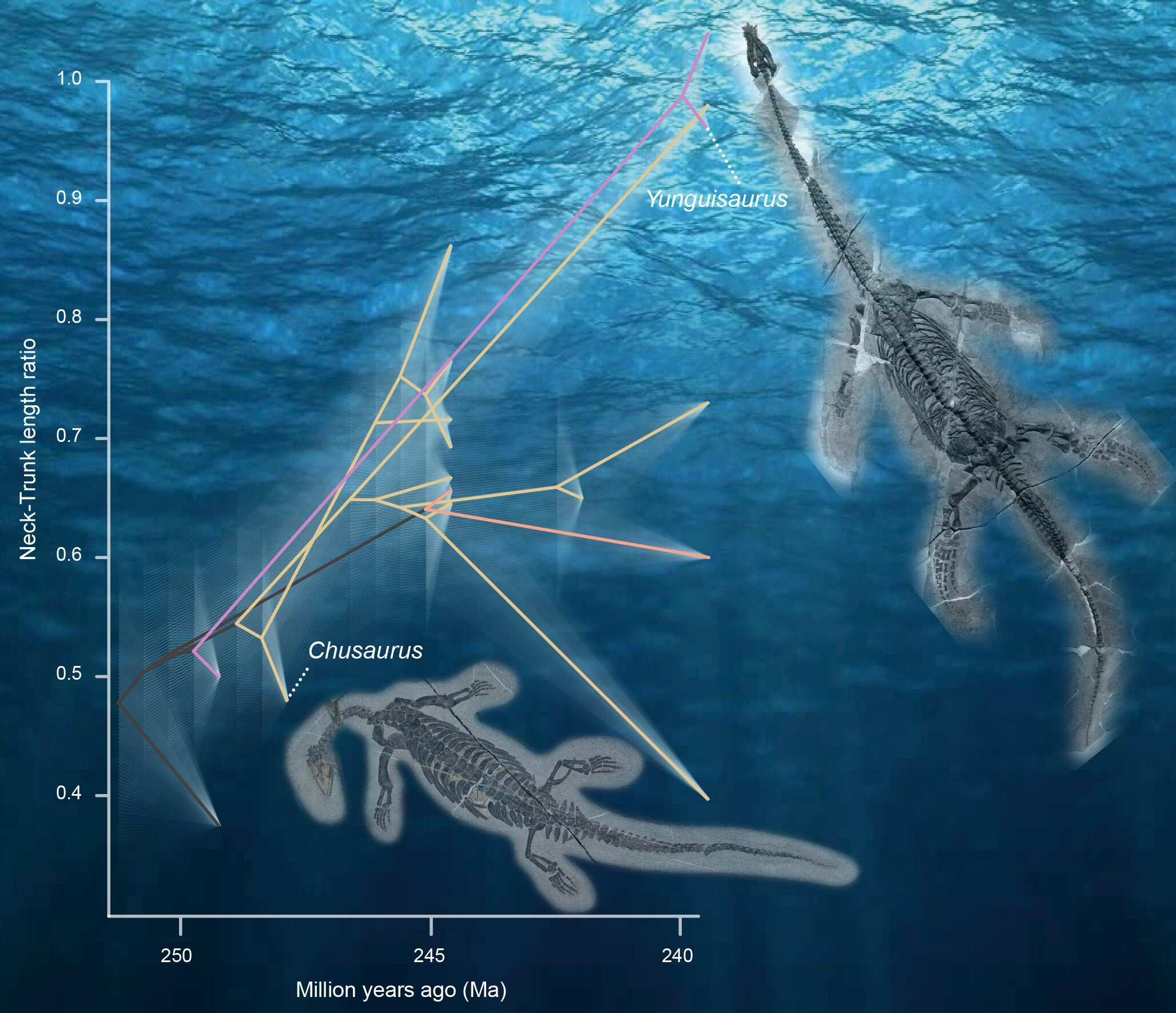 Featured image for "Plesiosaurs' Remarkable Neck Evolution: Doubling Length through Additional Vertebrae"