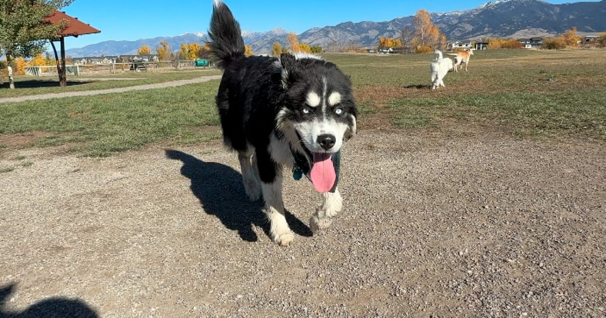 Featured image for Dog in Bozeman Dies from Strep Zoo Infection