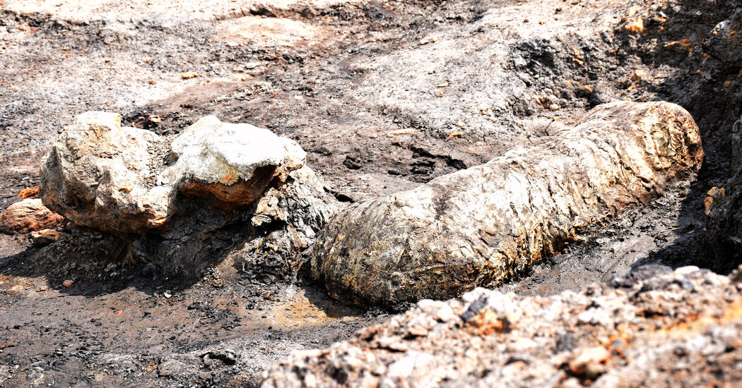 Featured image for Ancient Dinosaur Bonebed Unearthed in Maryland Park