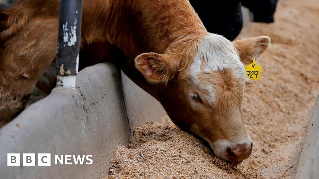 "Brexit Fallout: UK-Canada Trade Deal Collapses Over Agriculture Concerns"