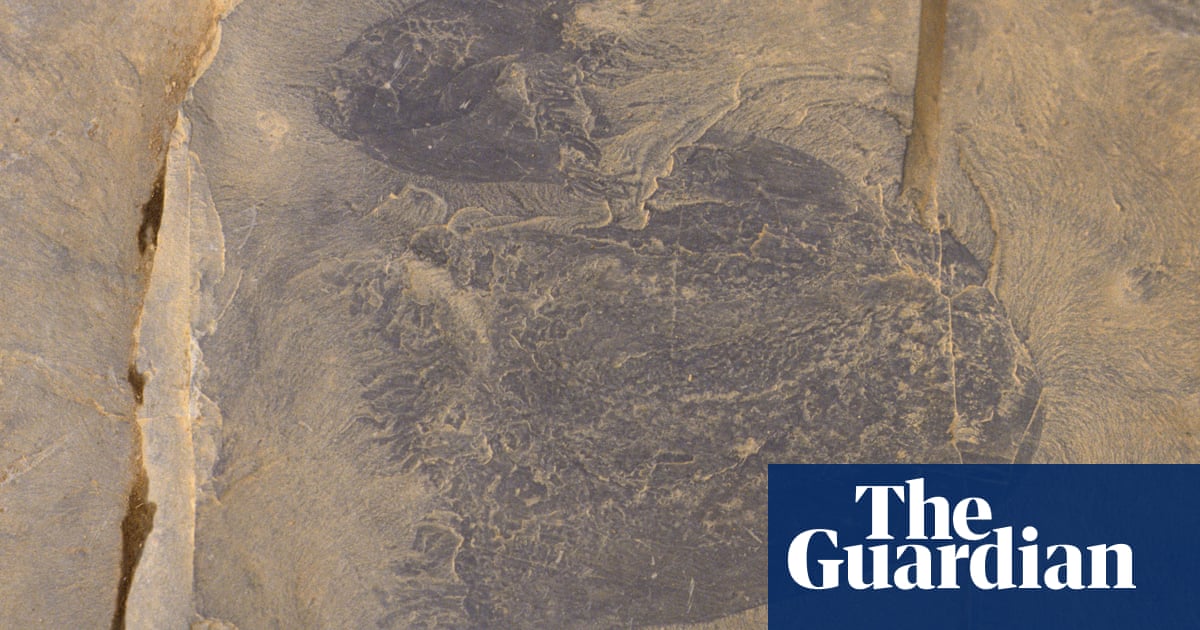 Featured image for Ancient swimming jellyfish fossils reveal Earth's oldest species