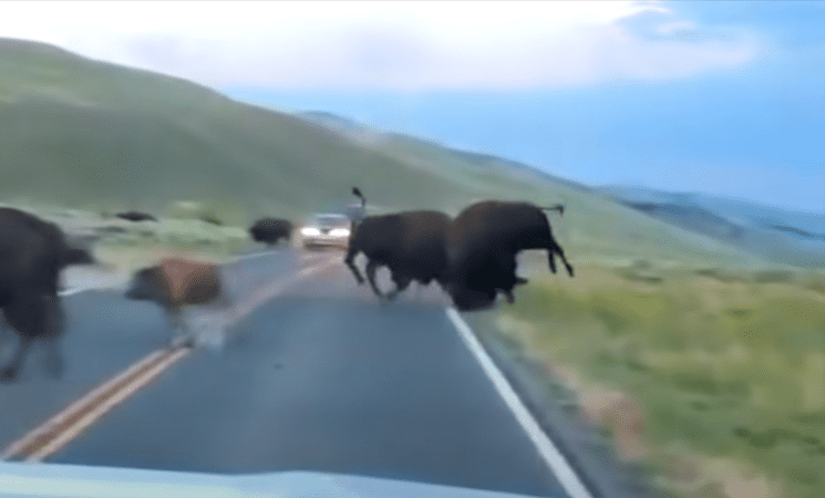 Featured image for "Bison's Powerful Charge Sends Fellow Bison Soaring 40 Feet at Yellowstone"