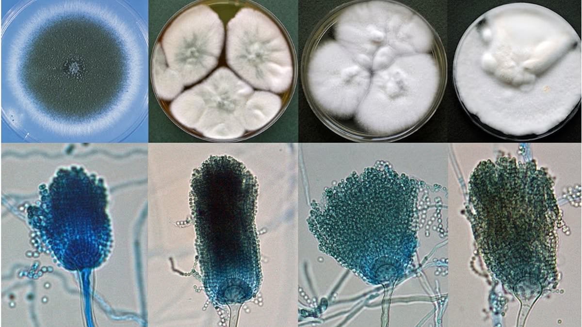 Featured image for "Uncovering the Next Global Pandemic: Killer Fungi Experts on the Frontline"