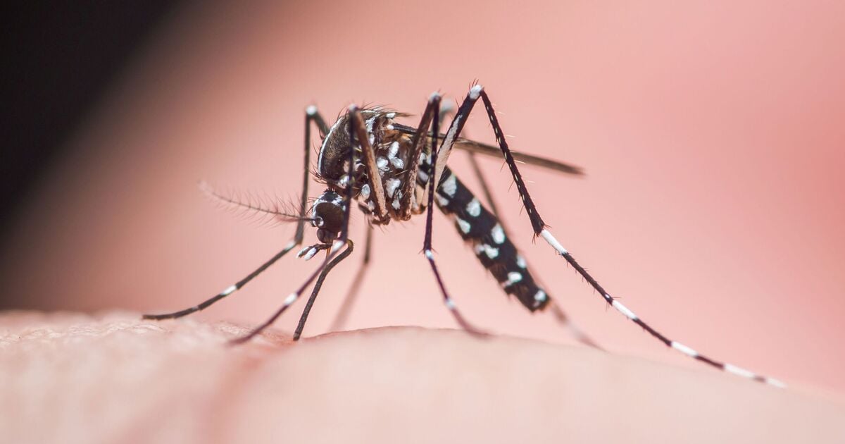 Featured image for Top Tips to Prevent Mosquito Bites This Summer