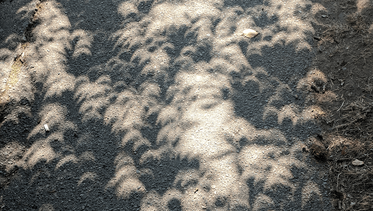 Featured image for Captivating Solar Eclipse Shadows: A Natural Phenomenon Amazes Americans