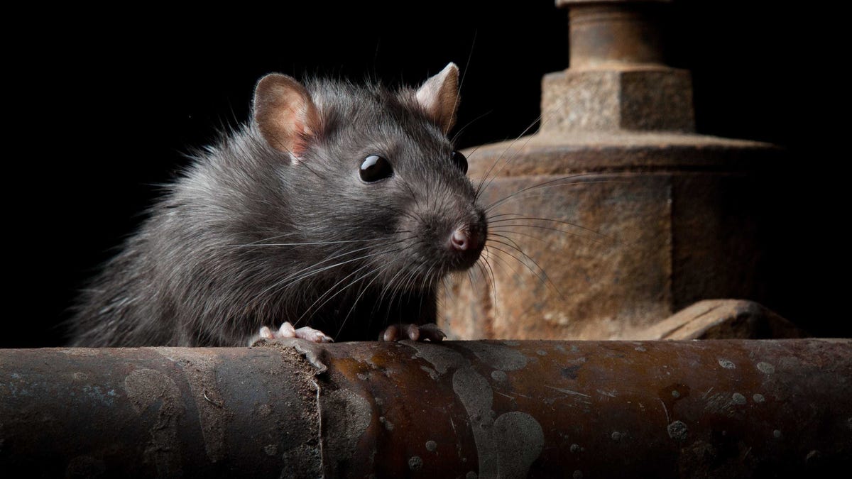 Featured image for "Rattiest Cities in America: Ohio, Chicago, Detroit, Portland, and California Among Top Rankings"