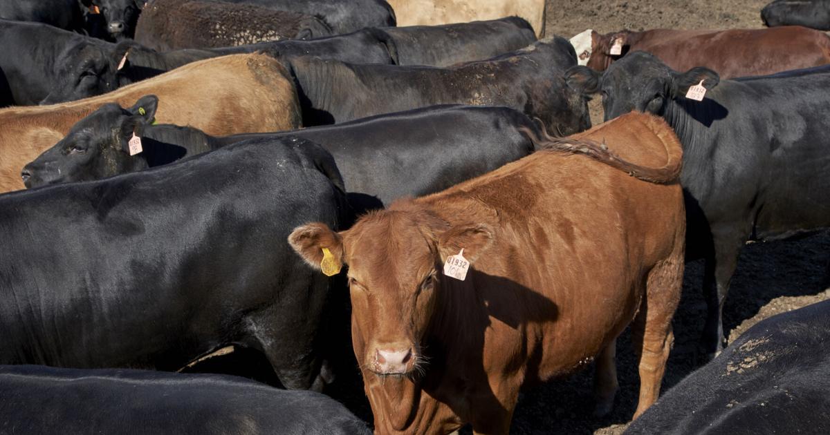 Featured image for Anthrax Outbreak Claims Over 100 Cattle in Southwestern North Dakota