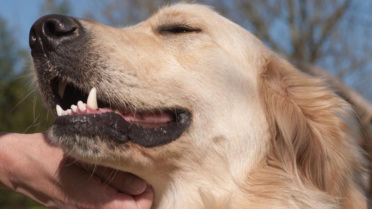 Featured image for Blind Golden Retriever's Joyful Reaction to 'Good Boy' Touches Hearts