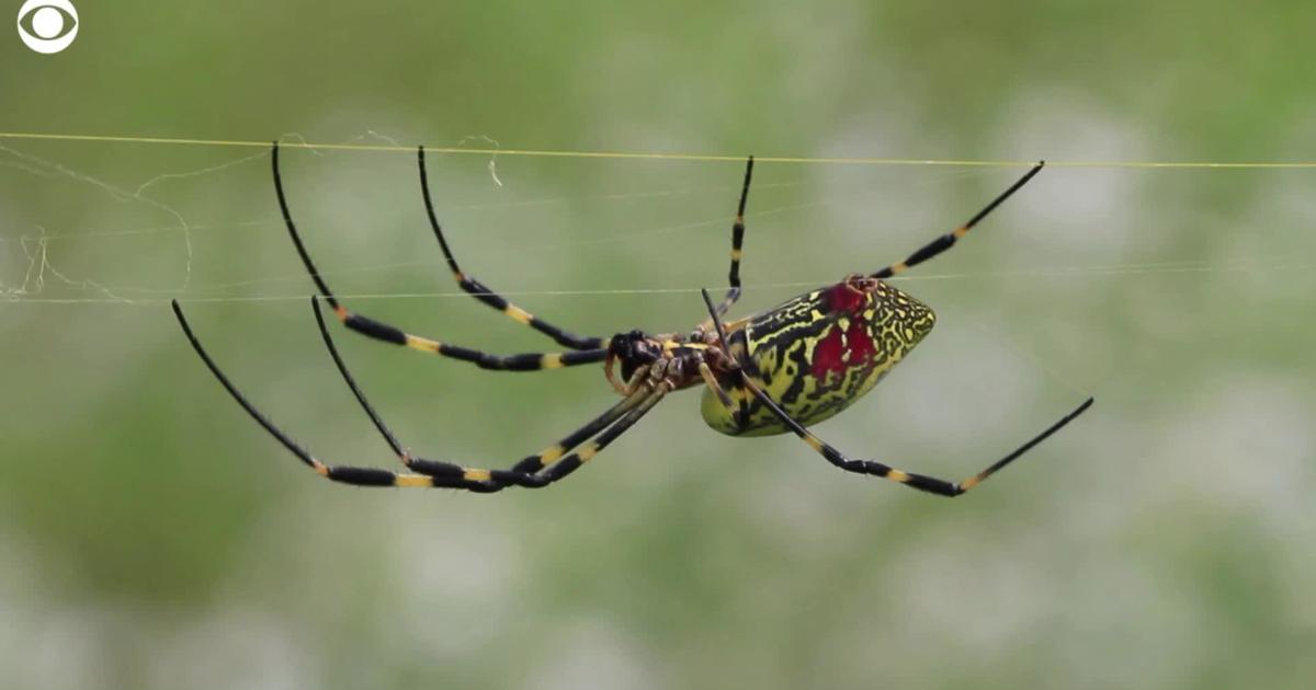 Featured image for "Venomous Joro Spiders Set to Invade Northeast U.S. This Summer"