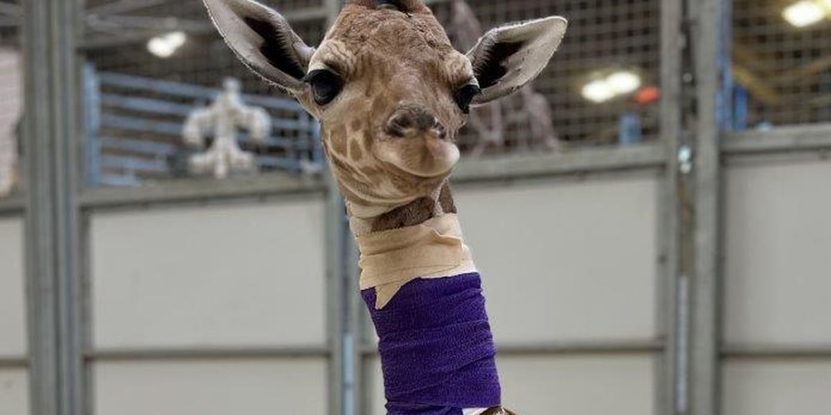 Omaha Zoo's Baby Giraffe: Name and Feeding Techniques Revealed.