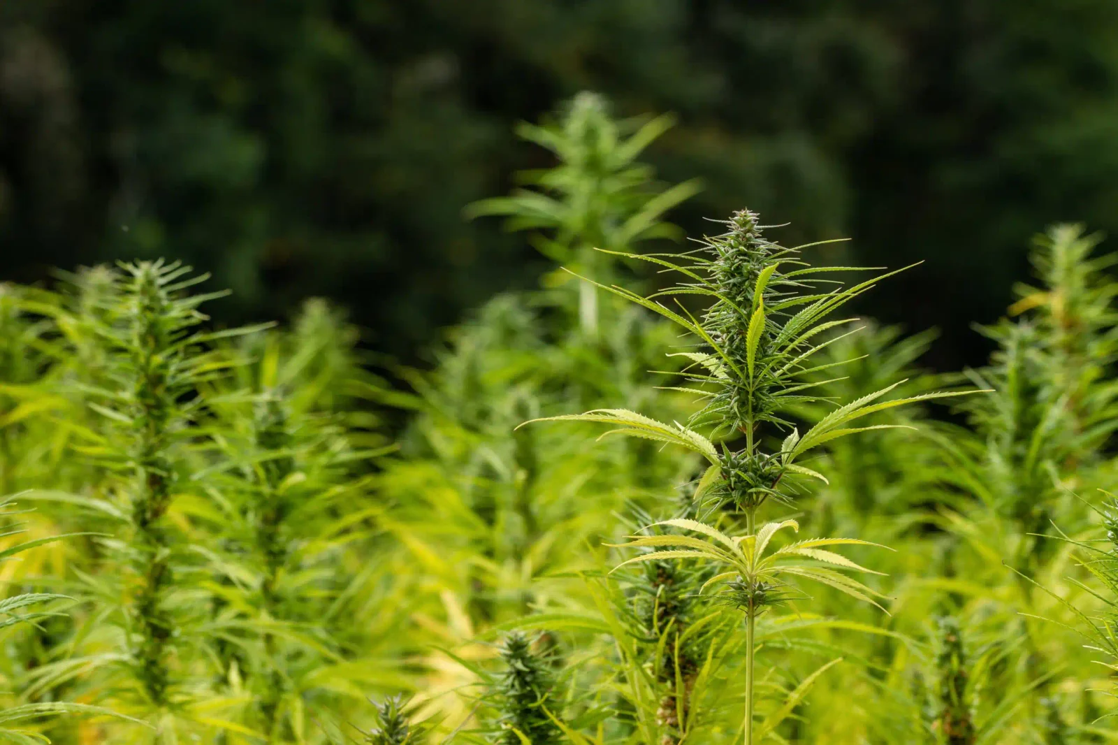 FDA Misses Cannabinoid Lists Deadline as Hemp Rules Brace for Major Change