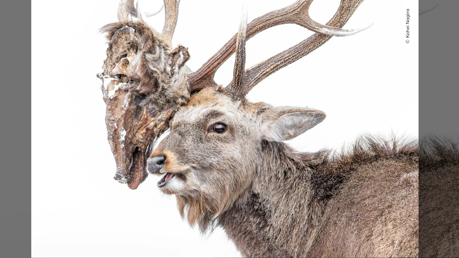 Rotting-Head Deer and Playful Lynx Lead Wildlife Photographer of the Year Shortlist