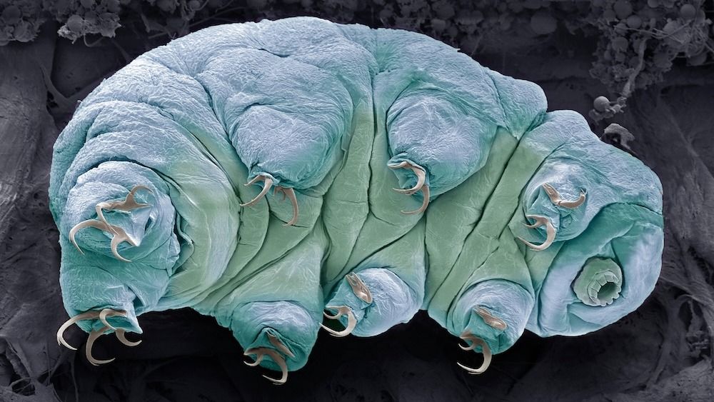 Featured image for "Tardigrade Proteins Slow Human Aging and Metabolism, Study Finds"