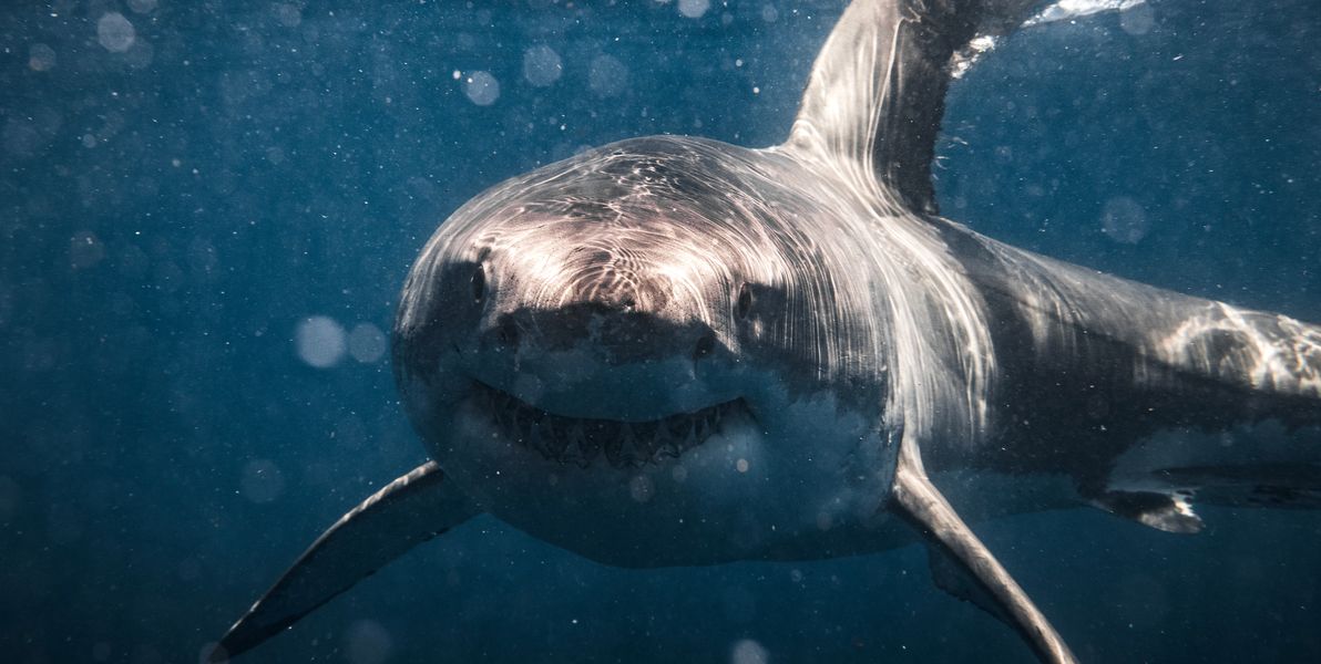Unlikely Friendship: Great White Sharks Forge Unbreakable Bond
