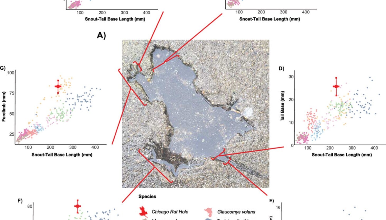 Featured image for Chicago 'Rat Hole' Likely Created by a Squirrel, Not a Rat