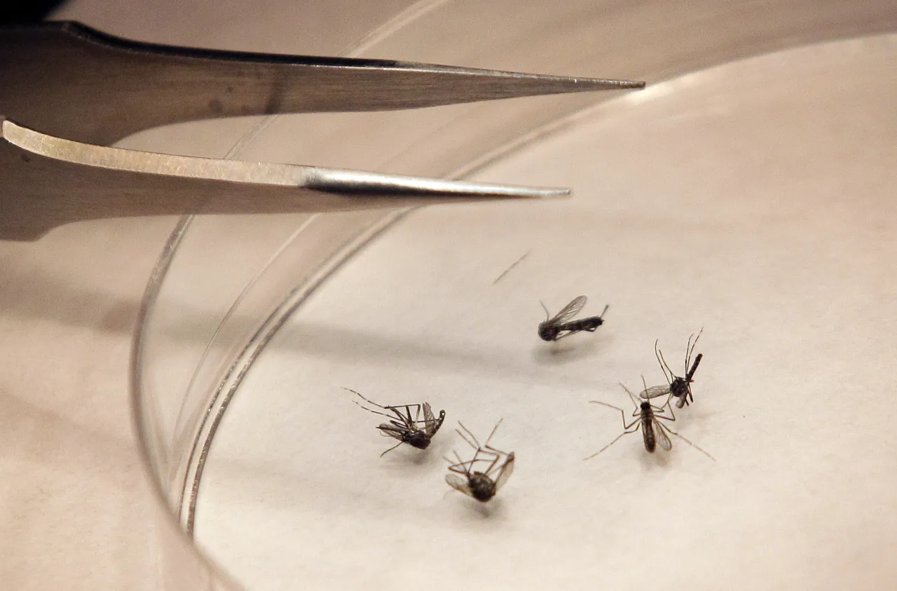 Featured image for Mosquito-borne diseases on the rise in multiple US states.