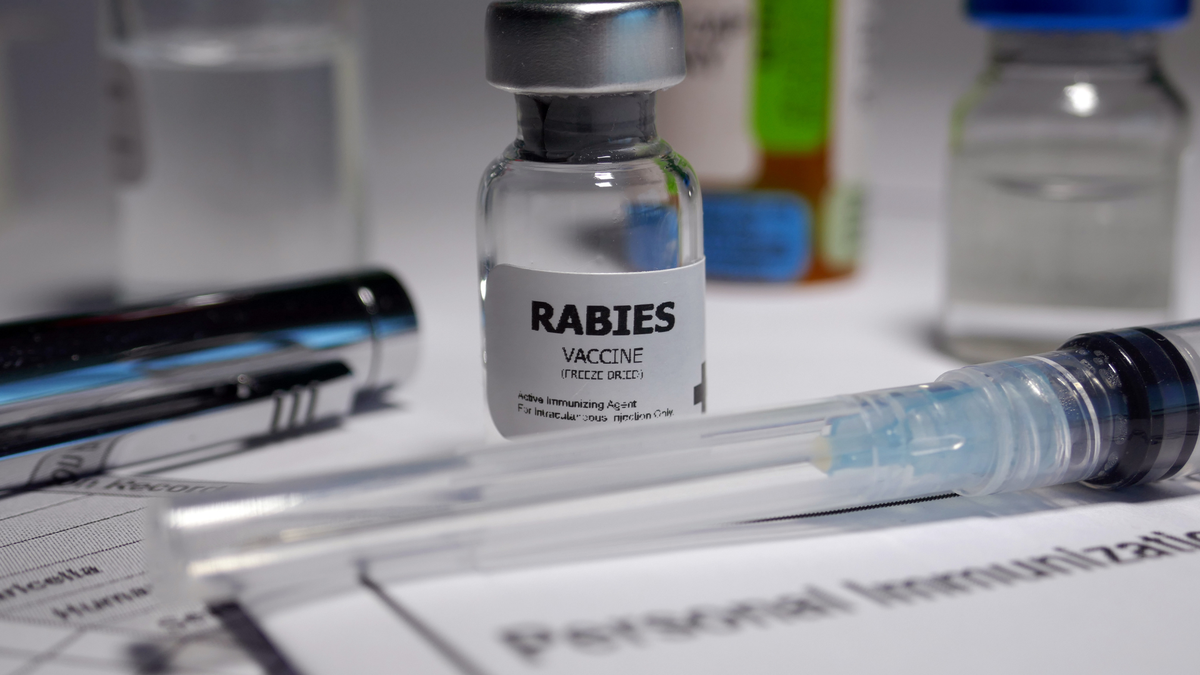Featured image for Third case of rabies in Davidson County leads to calf euthanization.