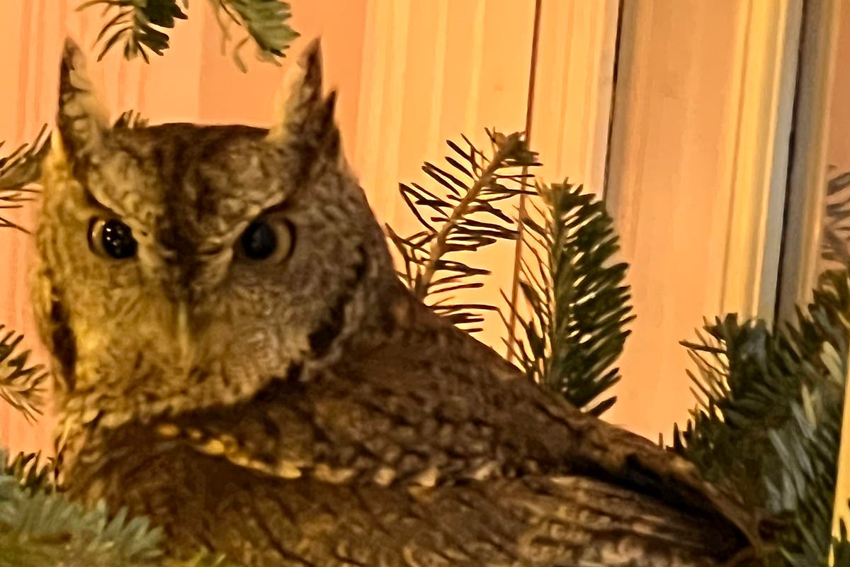 Featured image for Surprise Visitor: Baby Owl Takes Up Residence in Kentucky Family's Christmas Tree