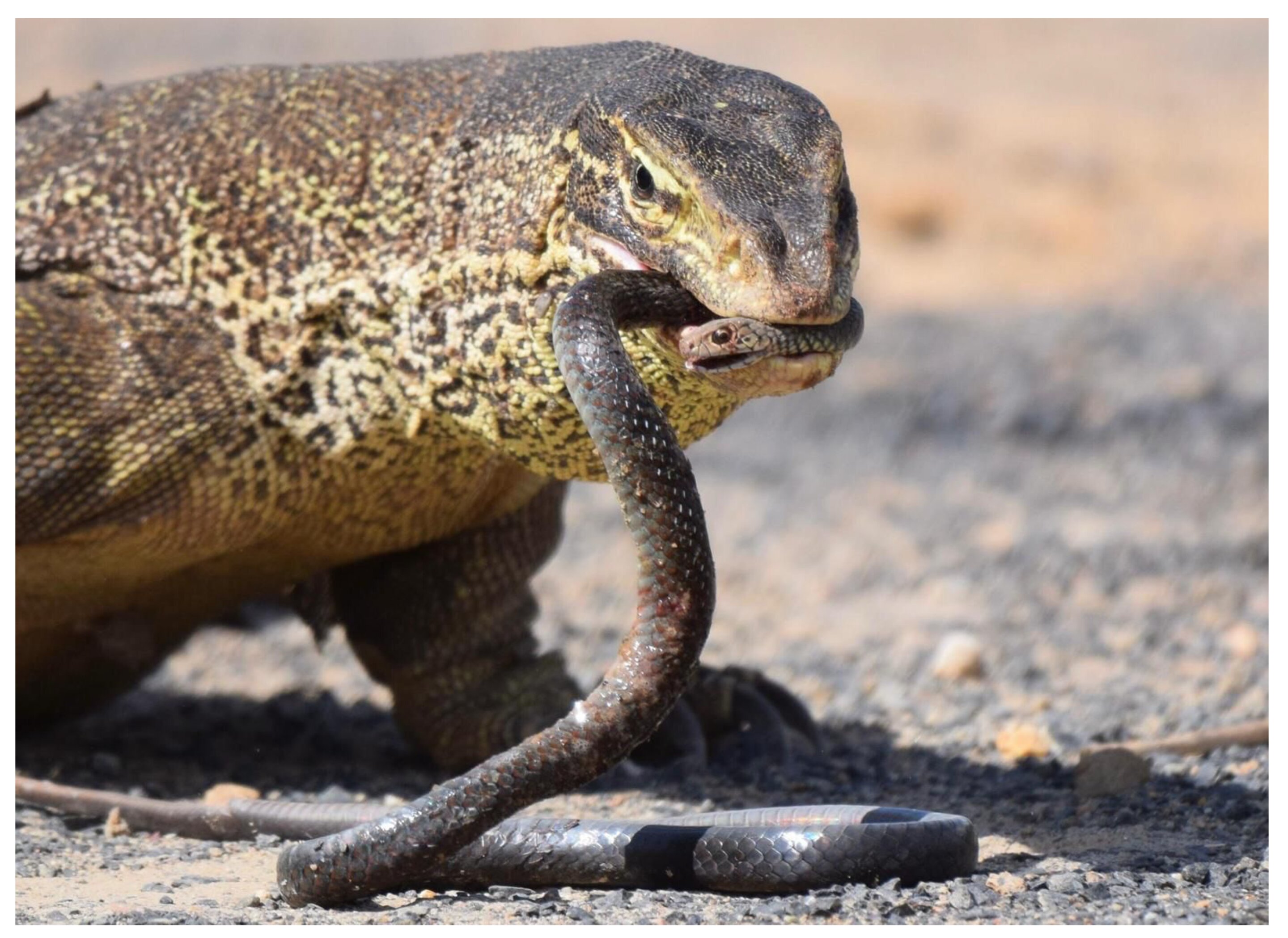 Featured image for "Survival Strategies: Lizards Evading Venomous Snakes"