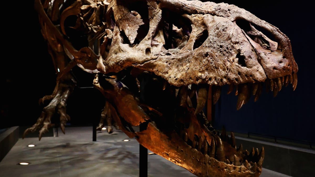 "Dinosaur Ranking: Unveiling the Ultimate Prehistoric Powerhouses"