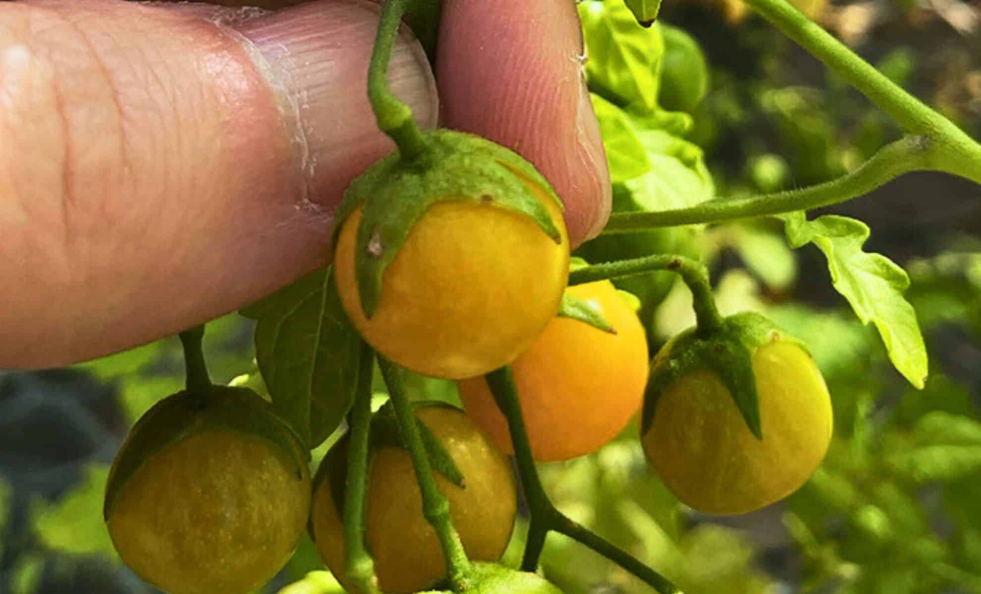 Featured image for Galápagos Tomatoes Show Signs of Reversing Evolution, Revealing Ancient Traits
