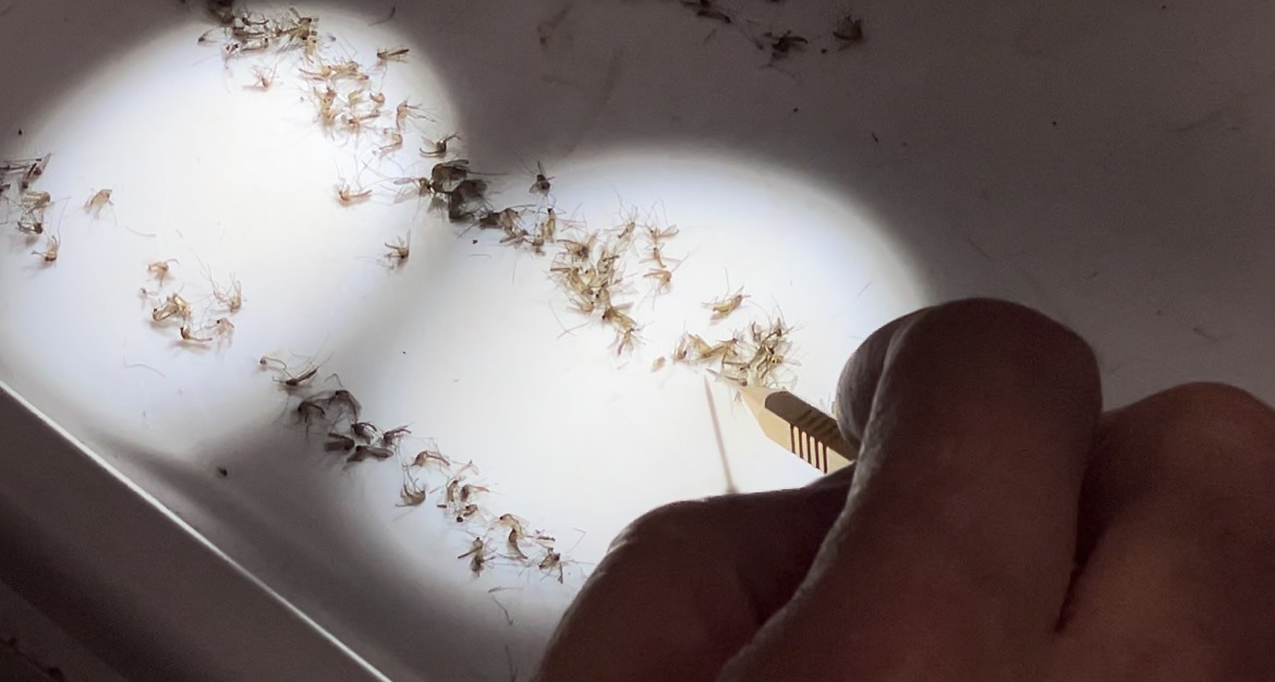 Invasive South American mosquito species thriving in Florida.