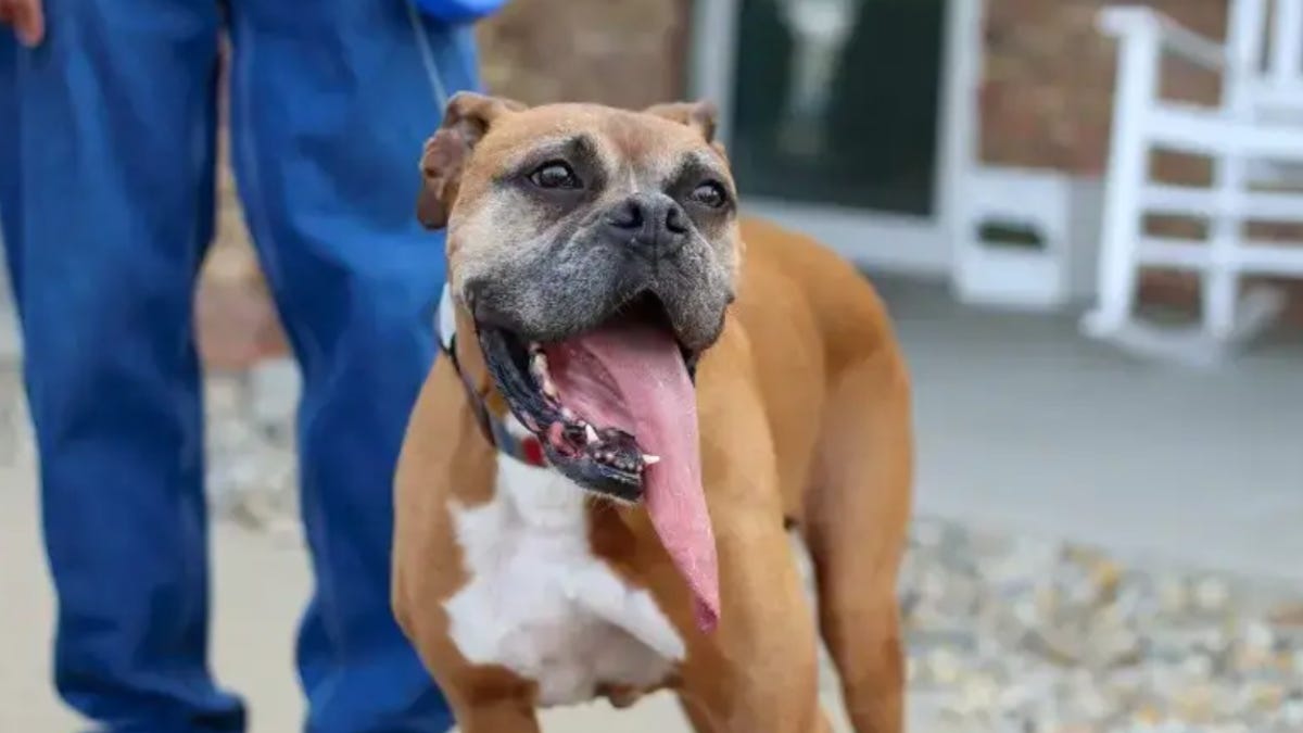 Featured image for "Record-Breaking Illinois Boxer Boasts World's Longest Tongue"