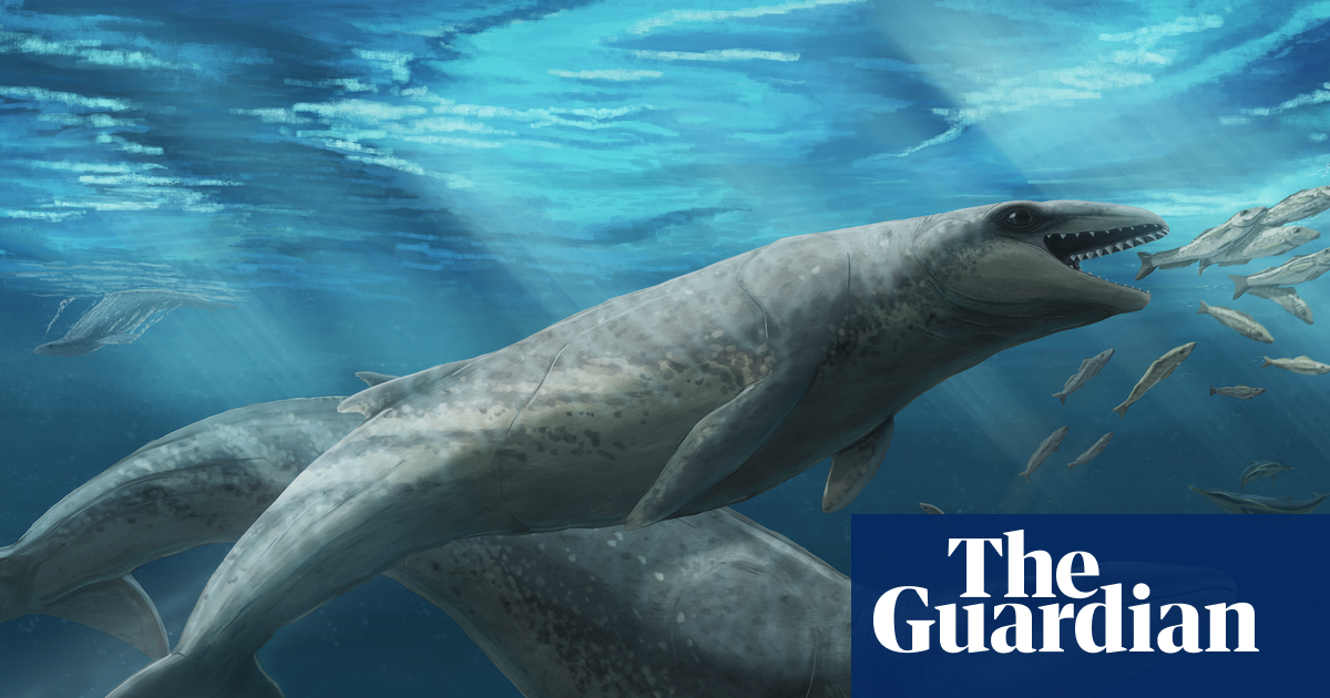 Featured image for Ancient Australian Whale with Sharp Teeth and Tennis Ball Eyes Discovered