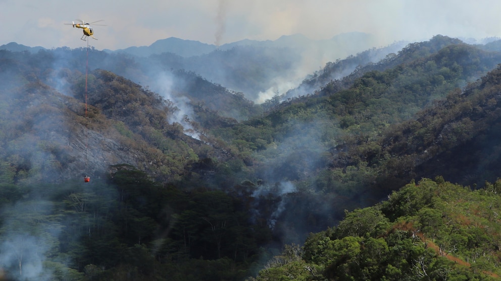 "Devastating Wildfire Threatens Oahu's Irreplaceable Rainforest"
