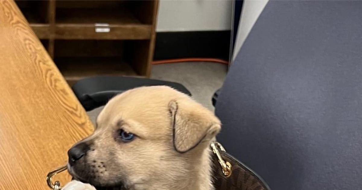 Miraculous Puppy Survives Being Thrown from Car During L.A. Police Chase